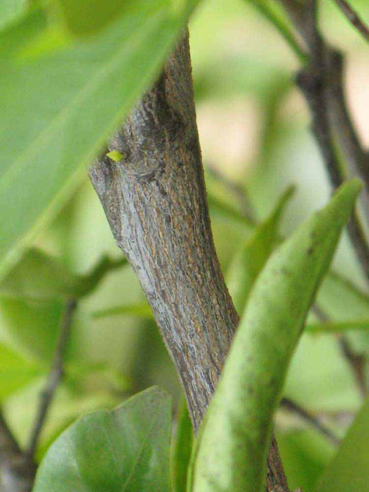              Second - third year twig (Riverside, CA)       